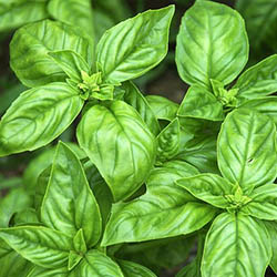 Basil