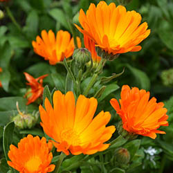 Calendula