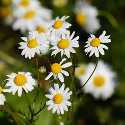 Chamomile