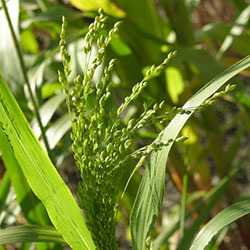 Panicum