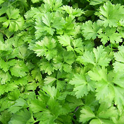 Parsley