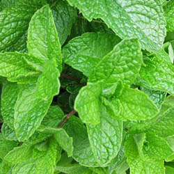 Spearmint